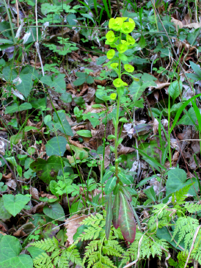 Euphorbia amygdaloides